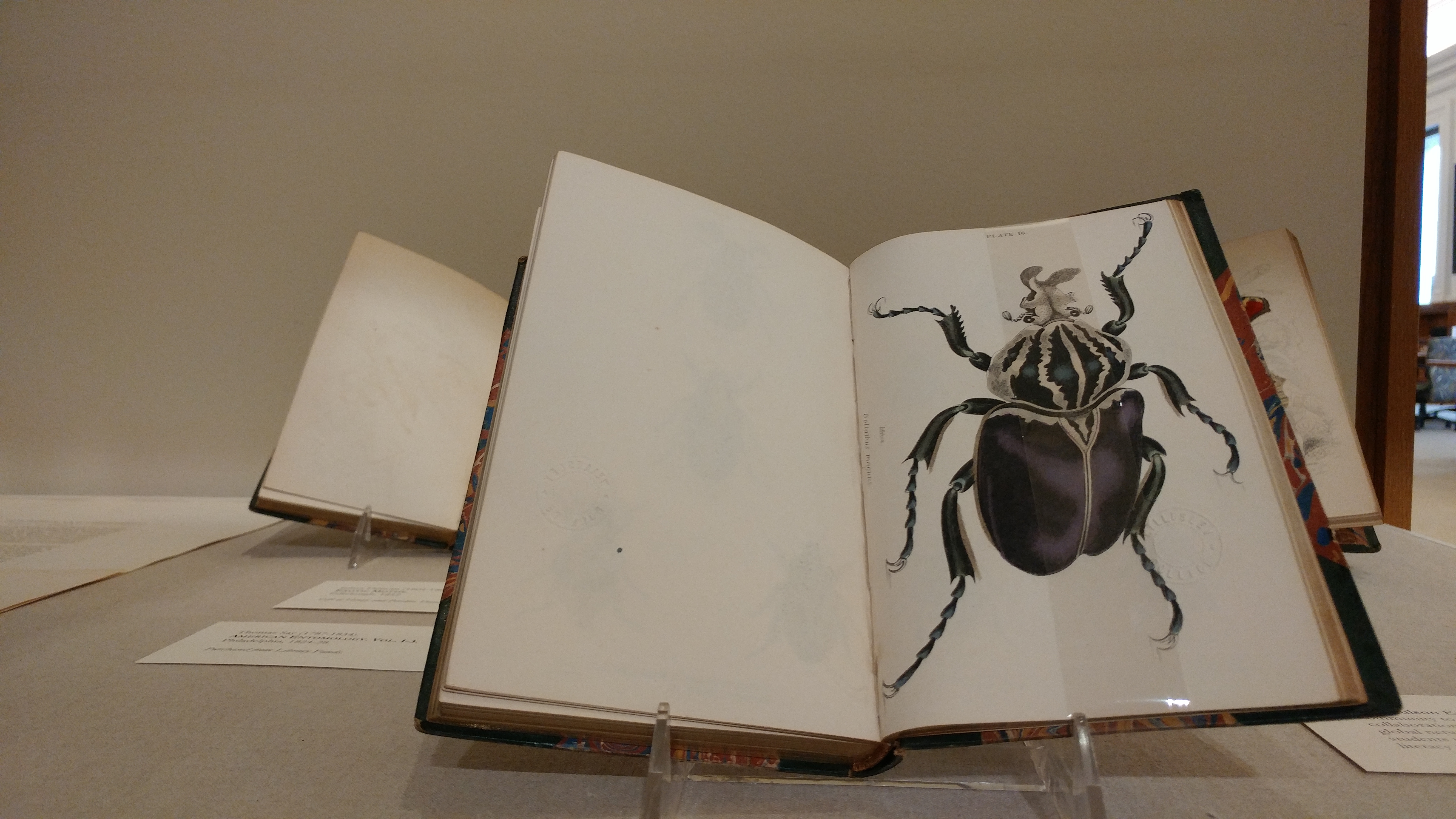 beetle illustration